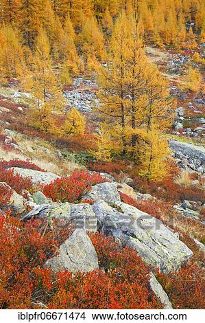 Picture - Larch forest and blueberry bushes, Valais, Switzerland, Europe. Fotosearch