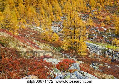 Larch forest and blueberry bushes, Valais, Switzerland, Europe View Large Photo Image Stock Image - Larch forest and blueberry bushes, Valais, Switzerland, Europe. Fotosearch