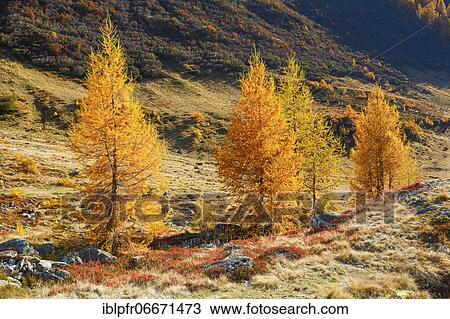 Larch forest and blueberry bushes, Valais, Switzerland, Europe View Large Photo Image Stock Image - Larch forest and blueberry bushes, Valais, Switzerland, Europe. Fotosearch