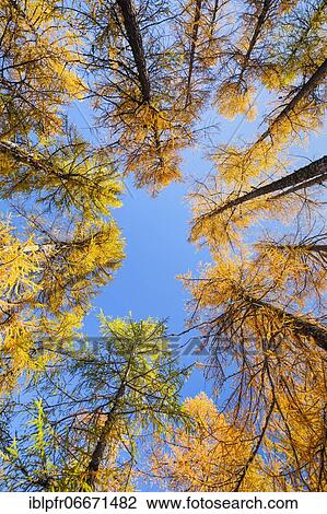 Larch forest and blueberry bushes, Valais, Switzerland, Europe View Large Photo Image Stock Image - Larch forest and blueberry bushes, Valais, Switzerland, Europe. Fotosearch