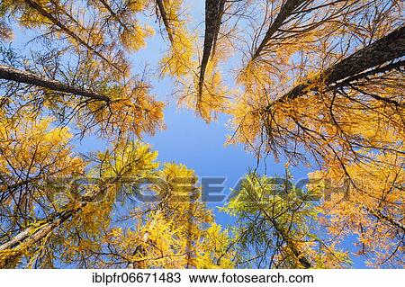 Stock Image - Larch forest and blueberry bushes, Valais, Switzerland, Europe. Fotosearch