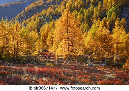 Stock Photo - Larch forest and blueberry bushes, Valais, Switzerland, Europe. Fotosearch