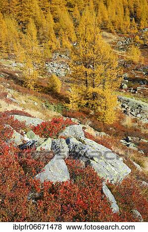 Larch forest and blueberry bushes, Valais, Switzerland, Europe View Large Photo Image Stock Photo - Larch forest and blueberry bushes, Valais, Switzerland, Europe. Fotosearch