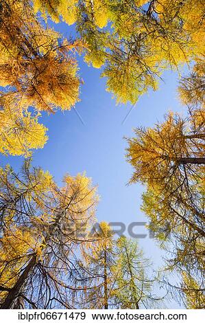 Stock Photo - Larch forest and blueberry bushes, Valais, Switzerland, Europe. Fotosearch