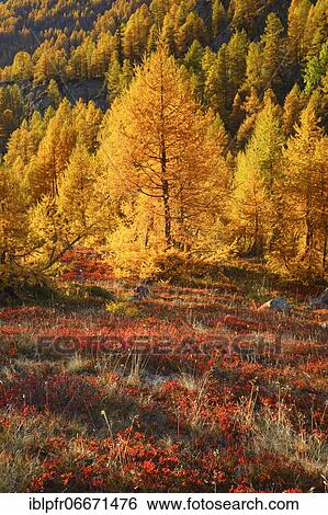 Stock Photograph - Larch forest and blueberry bushes, Valais, Switzerland, Europe. Fotosearch