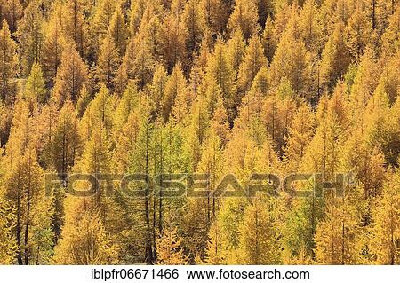 Larch forest in autumn (Larix decidua) mill, Larch trees, Switzerland, Europe View Large Photo Image Stock Photograph - Larch forest in autumn (Larix decidua) mill, Larch trees, Switzerland, Europe. Fotosearch