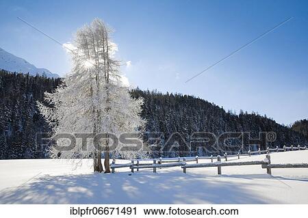 Larch, Grey Grey, Switzerland, Europe View Large Photo Image Stock Image - Larch, Grey Grey, Switzerland, Europe. Fotosearch