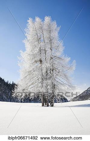 Stock Image - Larch, Grey Grey, Switzerland, Europe. Fotosearch