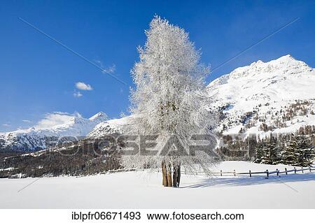 Larch, Grey Grey, Switzerland, Europe View Large Photo Image Stock Image - Larch, Grey Grey, Switzerland, Europe. Fotosearch