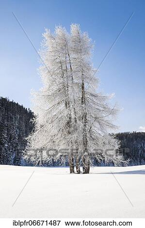 Larch, Grey Grey, Switzerland, Europe View Large Photo Image Stock Photo - Larch, Grey Grey, Switzerland, Europe. Fotosearch