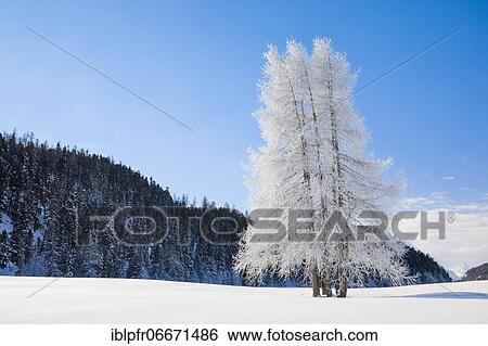Stock Photograph - Larch, Grey Grey, Switzerland, Europe. Fotosearch