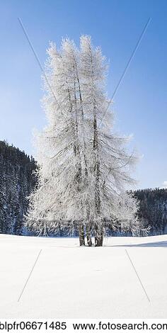 Larch, Grey Grey, Switzerland, Europe View Large Photo Image Stock Photography - Larch, Grey Grey, Switzerland, Europe. Fotosearch