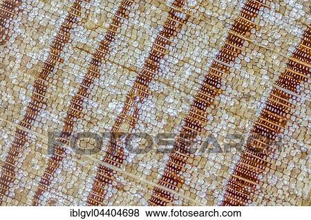 Larch, larch wood, polished, cross section of the trunk, photomicrograph, fifty times larger, incident light View Large Photo Image Stock Photo - Larch, larch wood, polished, cross section of the trunk, photomicrograph, fifty times larger, incident light. Fotosearch