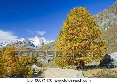 Larch, Valais, Switzerland, Europe View Large Photo Image Stock Image - Larch, Valais, Switzerland, Europe. Fotosearch