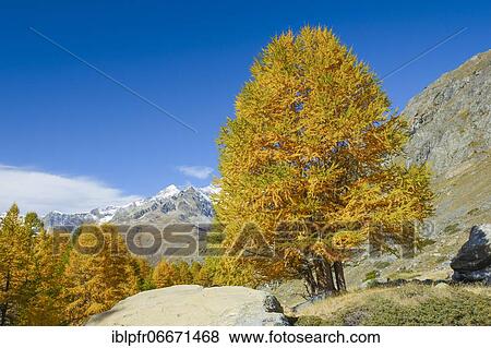 Larch, Valais, Switzerland, Europe View Large Photo Image Stock Photo - Larch, Valais, Switzerland, Europe. Fotosearch