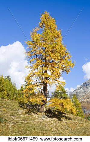 Larch, Valais, Switzerland, Europe View Large Photo Image Stock Photo - Larch, Valais, Switzerland, Europe. Fotosearch