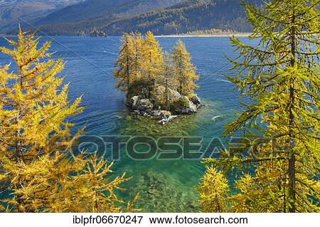 Larches, Engadine, Switzerland, Europe View Large Photo Image Stock Photo - Larches, Engadine, Switzerland, Europe. Fotosearch