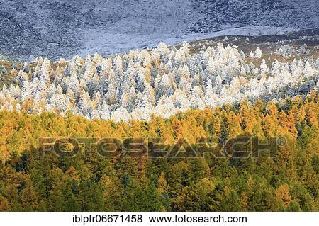 Larches (Larix), Larch, Valais, Switzerland, Europe View Large Photo Image Stock Photo - Larches (Larix), Larch, Valais, Switzerland, Europe. Fotosearch