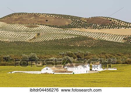 Large farmhouse in a field of cultivated sunflowers (Helianthus annuus) and cultivated olive trees (Olea europaea), Campiña Cordobesa, Cordoba province, Spain, Europe View Large Photo Image Stock Photograph - Large farmhouse in a field of cultivated sunflowers (Helianthus annuus) and cultivated olive trees (Olea europaea), Campiña Cordobesa, Cordoba province, Spain, Europe. Fotosearch