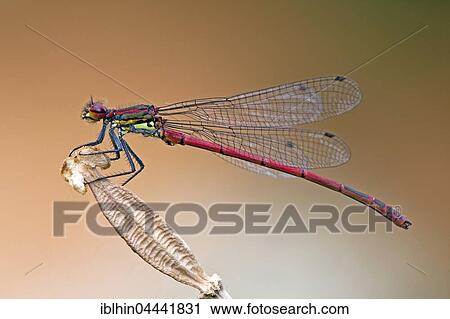 Large red damselfy (Pyrrhosoma nymphula), Middle Elbe Biosphere Reserve, Saxony-Anhalt, Germany, Europe View Large Photo Image Stock Image - Large red damselfy (Pyrrhosoma nymphula), Middle Elbe Biosphere Reserve, Saxony-Anhalt, Germany, Europe. Fotosearch
