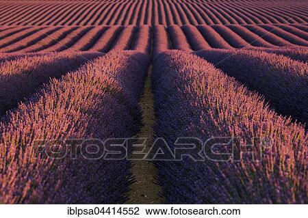 Lavender field (Lavandula angustifolia), Alpes-de-Haute-Provence, Provence-Alpes-Côte d'Azur, France, Europe View Large Photo Image Stock Image - Lavender field (Lavandula angustifolia), Alpes-de-Haute-Provence, Provence-Alpes-Côte d'Azur, France, Europe. Fotosearch