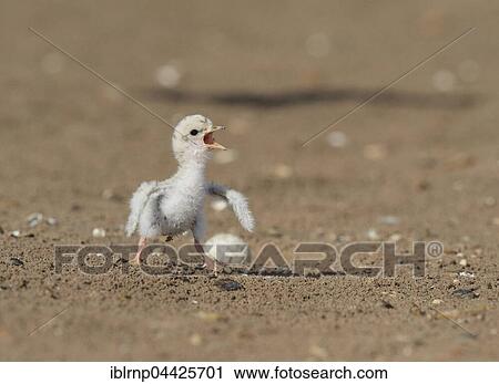 Least Tern (Sterna antillarum), young tern calling, Laguna Madre, South Padre Island, Texas, USA, North America View Large Photo Image Stock Image - Least Tern (Sterna antillarum), young tern calling, Laguna Madre, South Padre Island, Texas, USA, North America. Fotosearch