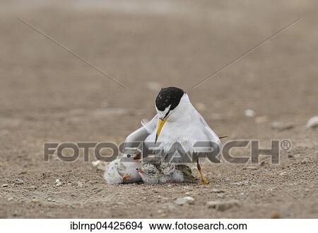Least Terns (Sterna antillarum), adult warming newborn chicks, Laguna Madre, South Padre Island, Texas, USA, North America View Large Photo Image Picture - Least Terns (Sterna antillarum), adult warming newborn chicks, Laguna Madre, South Padre Island, Texas, USA, North America. Fotosearch