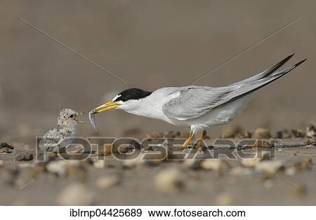 Stock Photo - Least Terns (Sterna antillarum), adult feeding newly hatched young with fish prey, Laguna Madre, South Padre Island, Texas, USA, North America. Fotosearch