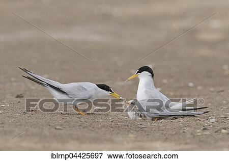 Least Terns (Sterna antillarum), adult feeding first fish to newly hatched young, Laguna Madre, South Padre Island, Texas, USA, North America View Large Photo Image Stock Photo - Least Terns (Sterna antillarum), adult feeding first fish to newly hatched young, Laguna Madre, South Padre Island, Texas, USA, North America. Fotosearch