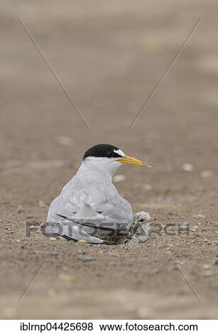 Least Terns (Sterna antillarum), adult warming newborn chicks, Laguna Madre, South Padre Island, Texas, USA, North America View Large Photo Image Stock Photo - Least Terns (Sterna antillarum), adult warming newborn chicks, Laguna Madre, South Padre Island, Texas, USA, North America. Fotosearch