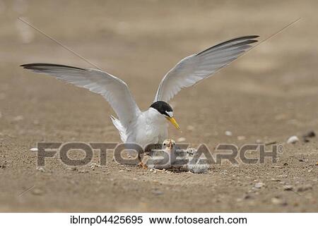 Least Terns (Sterna antillarum), adult cooling off young with water, Laguna Madre, South Padre Island, Texas, USA, North America View Large Photo Image Stock Photography - Least Terns (Sterna antillarum), adult cooling off young with water, Laguna Madre, South Padre Island, Texas, USA, North America. Fotosearch