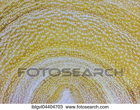 Lemon, lemon wood, polished, cross section of the trunk, photomicrograph, five times larger, incident light View Large Photo Image Stock Image - Lemon, lemon wood, polished, cross section of the trunk, photomicrograph, five times larger, incident light. Fotosearch
