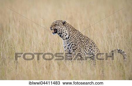 Leopard (Panthera pardus), female in the savannah, Masai Mara, Kenya, Africa View Large Photo Image Stock Image - Leopard (Panthera pardus), female in the savannah, Masai Mara, Kenya, Africa. Fotosearch