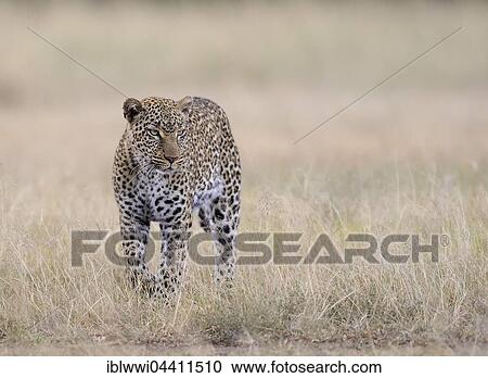 Leopard (Panthera pardus) in Savannah, light rain, Masai Mara, Kenya, Africa View Large Photo Image Stock Image - Leopard (Panthera pardus) in Savannah, light rain, Masai Mara, Kenya, Africa. Fotosearch