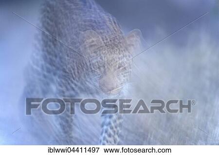Leopard (Panthera pardus) in Savannah, Dusk, Masai Mara, Kenya, Africa View Large Photo Image Stock Photo - Leopard (Panthera pardus) in Savannah, Dusk, Masai Mara, Kenya, Africa. Fotosearch