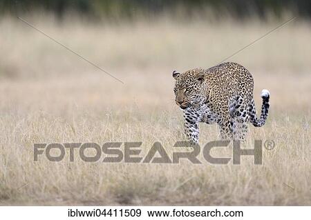 Stock Photo - Leopard (Panthera pardus) in Savannah, light rain, Masai Mara, Kenya, Africa. Fotosearch