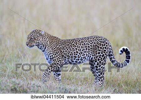 Leopard (Panthera pardus) in the savannah, Masai Mara, Kenya, Africa View Large Photo Image Picture - Leopard (Panthera pardus) in the savannah, Masai Mara, Kenya, Africa. Fotosearch