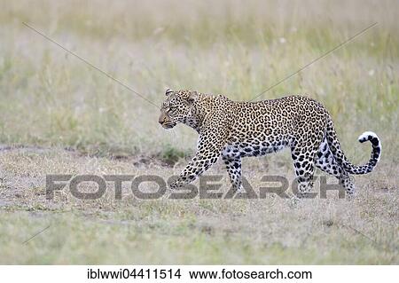 Picture - Leopard (Panthera pardus) in the savannah, Masai Mara, Kenya, Africa. Fotosearch