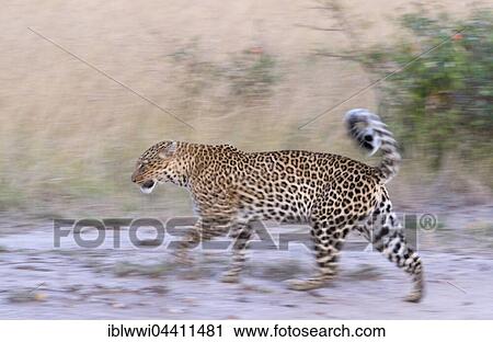 Leopard (Panthera pardus) in the savannah, Masai Mara, Kenya, Africa View Large Photo Image Stock Image - Leopard (Panthera pardus) in the savannah, Masai Mara, Kenya, Africa. Fotosearch