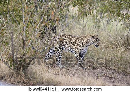 Leopard (Panthera pardus) in the savannah, Masai Mara, Kenya, Africa View Large Photo Image Stock Image - Leopard (Panthera pardus) in the savannah, Masai Mara, Kenya, Africa. Fotosearch