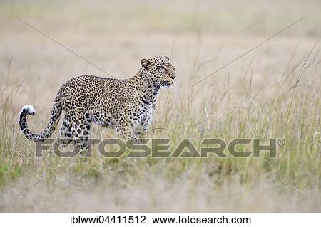 Leopard (Panthera pardus) in the savannah, Masai Mara, Kenya, Africa View Large Photo Image Stock Image - Leopard (Panthera pardus) in the savannah, Masai Mara, Kenya, Africa. Fotosearch