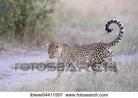Stock Photo - Leopard (Panthera pardus) in the savannah, Masai Mara, Kenya, Africa. Fotosearch