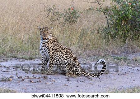 Stock Photo - Leopard (Panthera pardus) in the savannah, Masai Mara, Kenya, Africa. Fotosearch