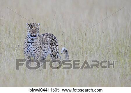 Leopard (Panthera pardus) in the savannah, Masai Mara, Kenya, Africa View Large Photo Image Stock Photography - Leopard (Panthera pardus) in the savannah, Masai Mara, Kenya, Africa. Fotosearch
