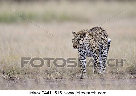 Leopard (Panthera pardus) in the savannah, Masai Mara, Kenya, Africa View Large Photo Image Stock Photography - Leopard (Panthera pardus) in the savannah, Masai Mara, Kenya, Africa. Fotosearch