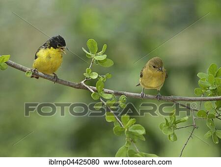 Stock Image - Lesser Goldfinch (Carduelis psaltria), adult male with young, Hill Country, Texas, USA, North America. Fotosearch