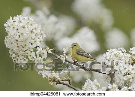 Lesser Goldfinch (Carduelis psaltria), female perched on blooming pear tree (Pyrus sp. ), Hill Country, Texas, USA, North America View Large Photo Image Stock Image - Lesser Goldfinch (Carduelis psaltria), female perched on blooming pear tree (Pyrus sp. ), Hill Country, Texas, USA, North America. Fotosearch