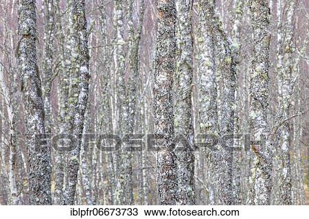 Lichen covered birch trunks, Cairngorms NP, Scotland, Great Britain View Large Photo Image Stock Image - Lichen covered birch trunks, Cairngorms NP, Scotland, Great Britain. Fotosearch