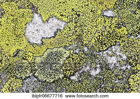 Lichens on rock in Swiss Alps, Bernese Oberland, Bern, Switzerland, Europe View Large Photo Image Stock Photograph - Lichens on rock in Swiss Alps, Bernese Oberland, Bern, Switzerland, Europe. Fotosearch