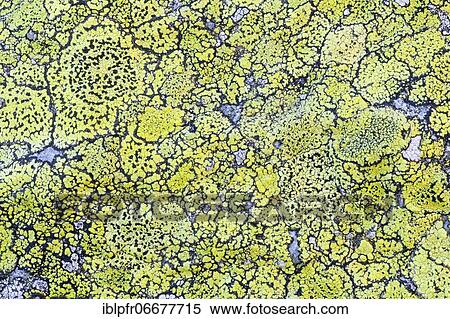 Lichens on rock in the Swiss Alps at Sustenpass, summer, Steingletscher, Bernese Oberland, Bern, Switzerland, Europe View Large Photo Image Stock Photography - Lichens on rock in the Swiss Alps at Sustenpass, summer, Steingletscher, Bernese Oberland, Bern, Switzerland, Europe. Fotosearch